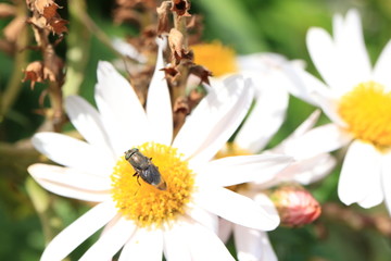 Obraz premium 花と昆虫