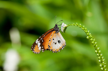 Male Plain Tiger Butterfly (Danaus chrysippus)