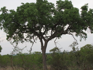 Afrika Tiere Natur