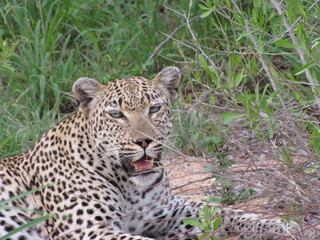Afrika Tiere Natur