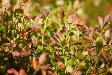 Gold autumn, yellow leafs, bog bilberry, whortleberry