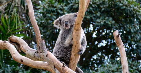 koala in a tree