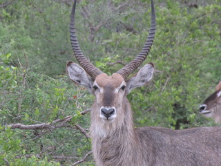 Afrika Tiere Natur