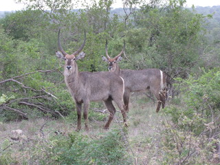 Afrika Tiere Natur