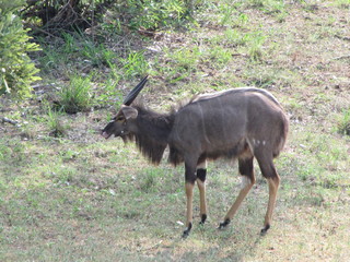 Afrika Tiere Natur