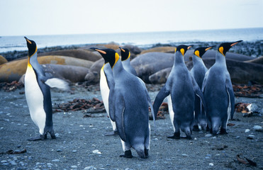 Fototapeta premium King Penguins walking around