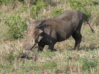 Afrika Tiere Natur