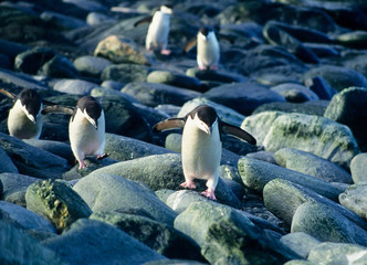 Adelie Penguins on the rocks