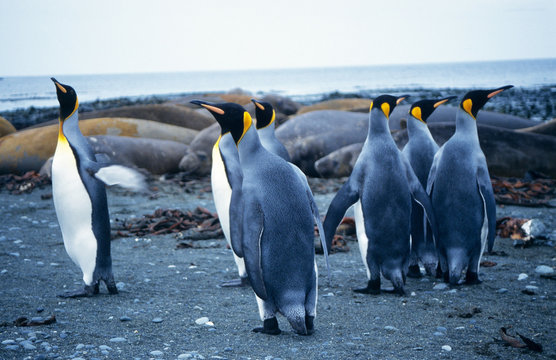 King Penguins walking around