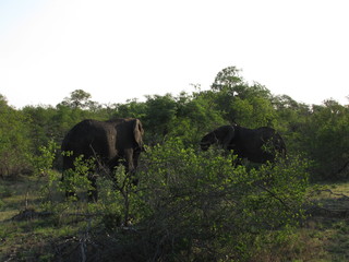 Afrika Tiere