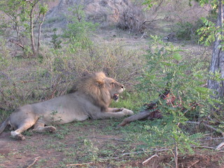 Afrika Tiere