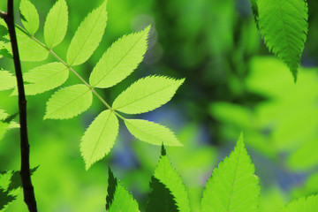 新緑の葉（広葉樹）