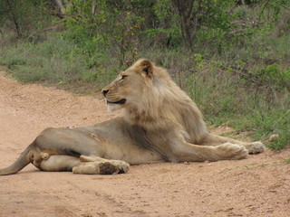 Afrika Tiere
