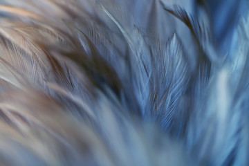 Blur Bird chickens feather texture for background, Fantasy, Abstract, soft color of art design.