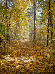 Obraz premium Forest autumn landscape, the road in the autumn forest.