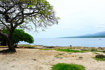 tree on the beach, Playa La Boca in trinidad, cuba