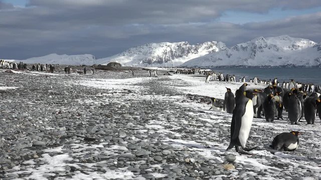 King penguins walk on the pebble beach on Salisbury Plain on South Georgia in Antarctica