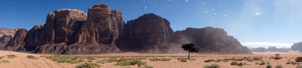 Fototapeta premium Lonely tree