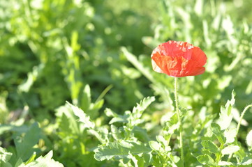 Red flower in the garden