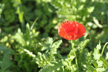 Red flower in the garden