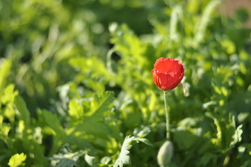 Red flower in the garden