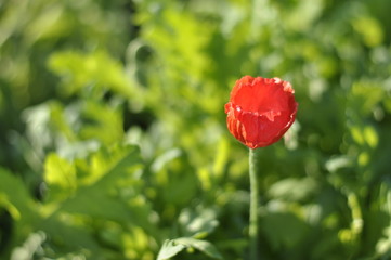 Red flower in the garden