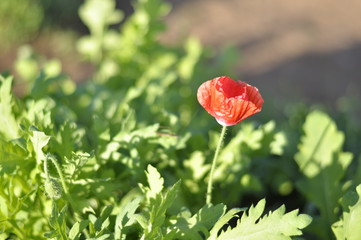 Red flower in the garden
