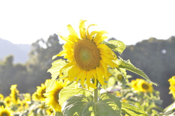 sunflower on background of blue sky