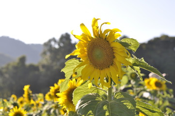 sunflower on background of blue sky