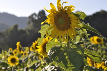 sunflower on background of blue sky