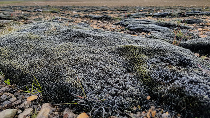 Closeup od black grey Icelandic moss, Iceland