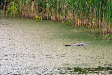 Typical landscape at swamp area of Imperial Pond (Carska bara), large natural habitat for birds and other animals from Serbia