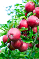 Apple tree with apples