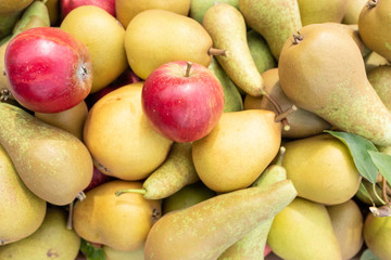 Apple tree with apples