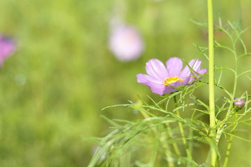 flower in grass