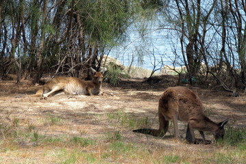 Känguru