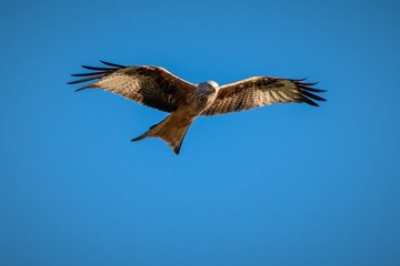 DSC2622