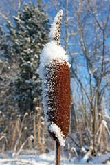 Typha latifolia seed head, Finland