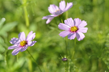 purple flowers in the garden