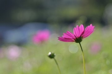 pink cosmos flower