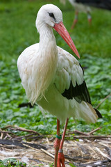 Stork isolated