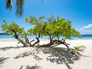View of tropical beach on the island Malcapuya, Busuanga, Palawan, Philippines. Beautiful tropical island with sand beach, palm trees. Travel concept. November, 2018