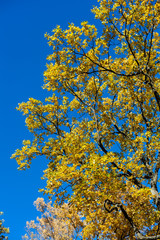 Gold autumn, yellow leafs on blue sky, maple