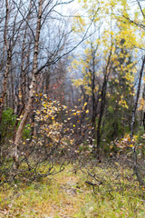 Fototapeta premium Deep autumn in forest on Russian Nord