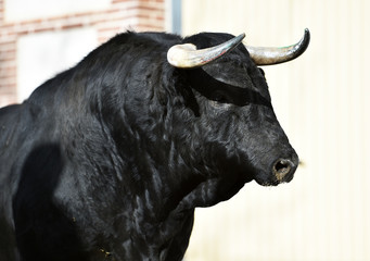 toro negro en españa