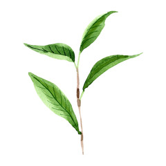Green tea leaves isolated illustration element. Watercolor background illustration set.