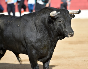 toro negro en españa