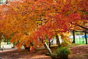 日本庭園の秋の紅葉