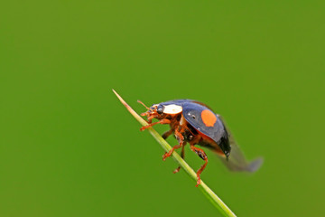 Ladybug