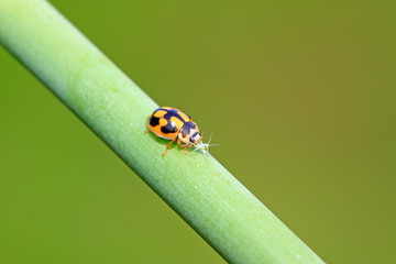 Ladybugs feed on aphids